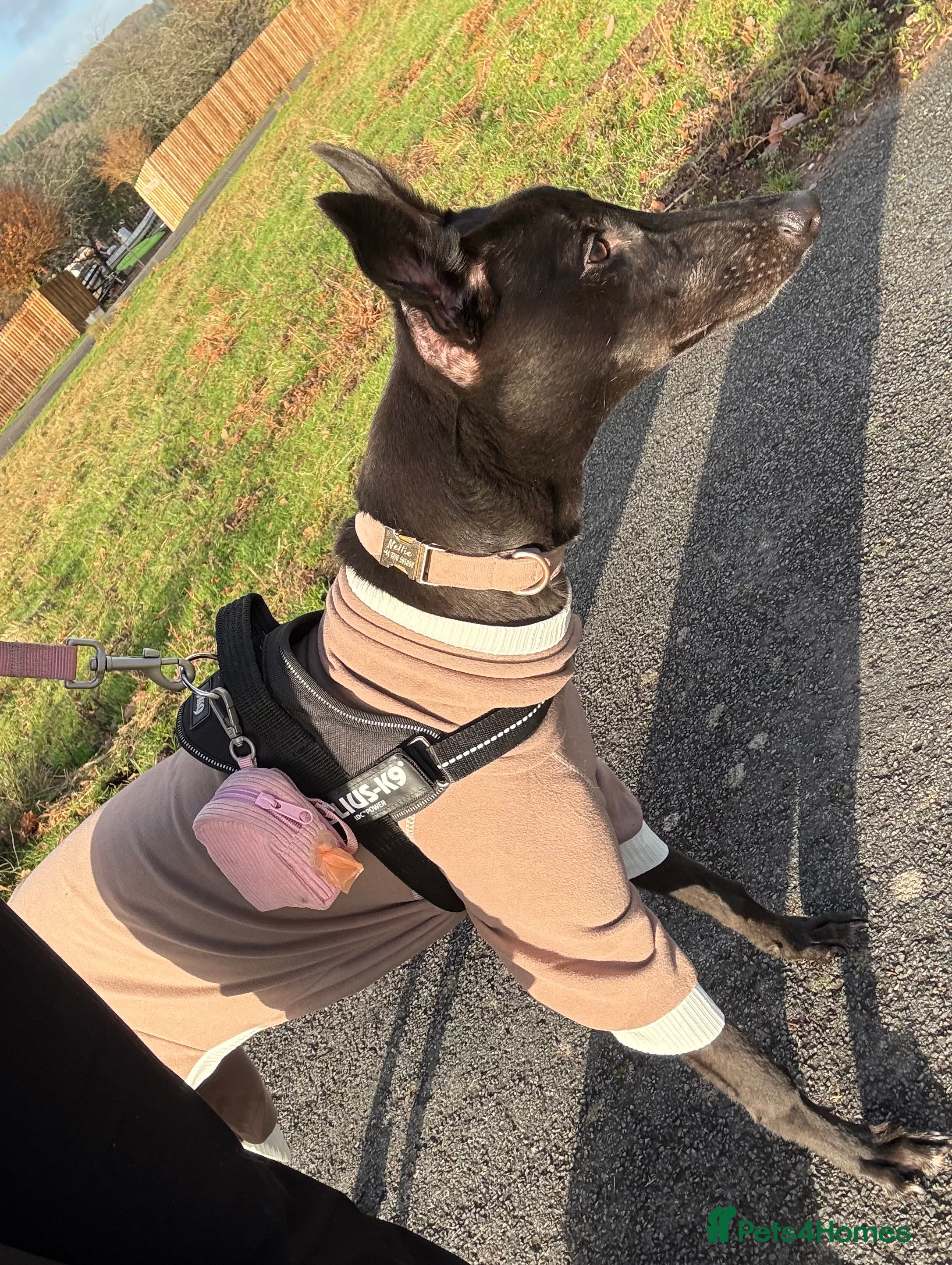 Greyhound dogs Female Greyhound  - Advert 1