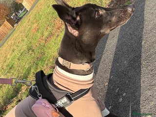 Greyhound dogs Female Greyhound - Advert 2