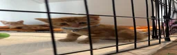 Mixed Breed cats for sale: Three ginger kittens🧡 - Advert 8