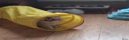 Persian cats for sale: Persian chinchilla  - Advert 11