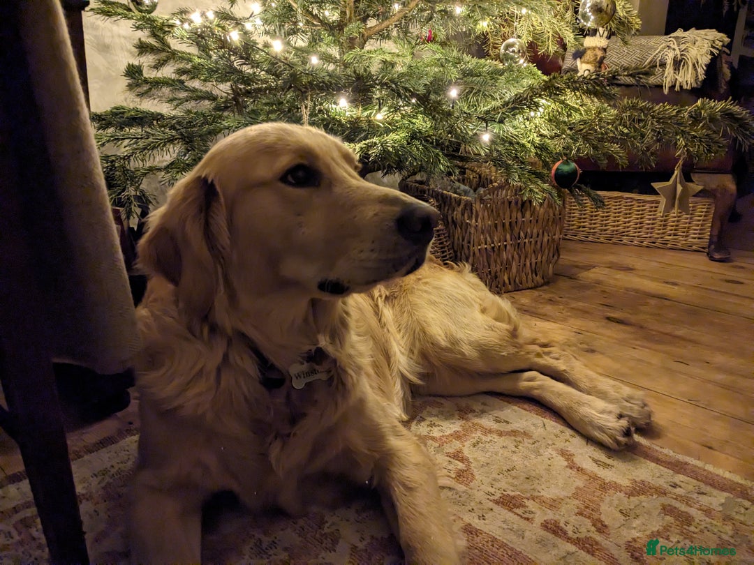 Golden Retriever dogs for stud: Stunning Health-Tested KC Golden Retriever Stud - Image 11