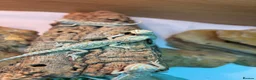 Bearded Dragon reptiles for sale: Baby Bearded Dragons. Visual Dunners & Hypos - Advert 8