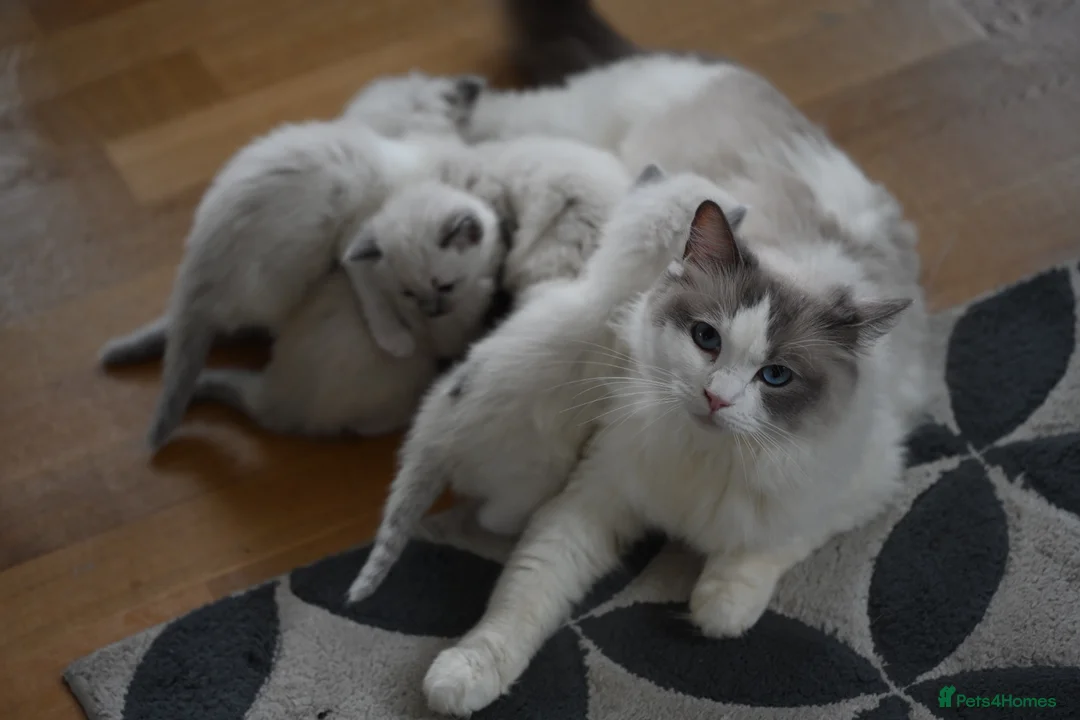 Ragdoll cats for sale: Beautiful ragdoll kittens for sale  - Advert 1