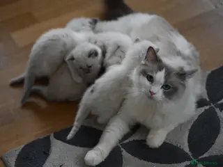 Ragdoll cats Beautiful ragdoll kittens for sale - Advert 4