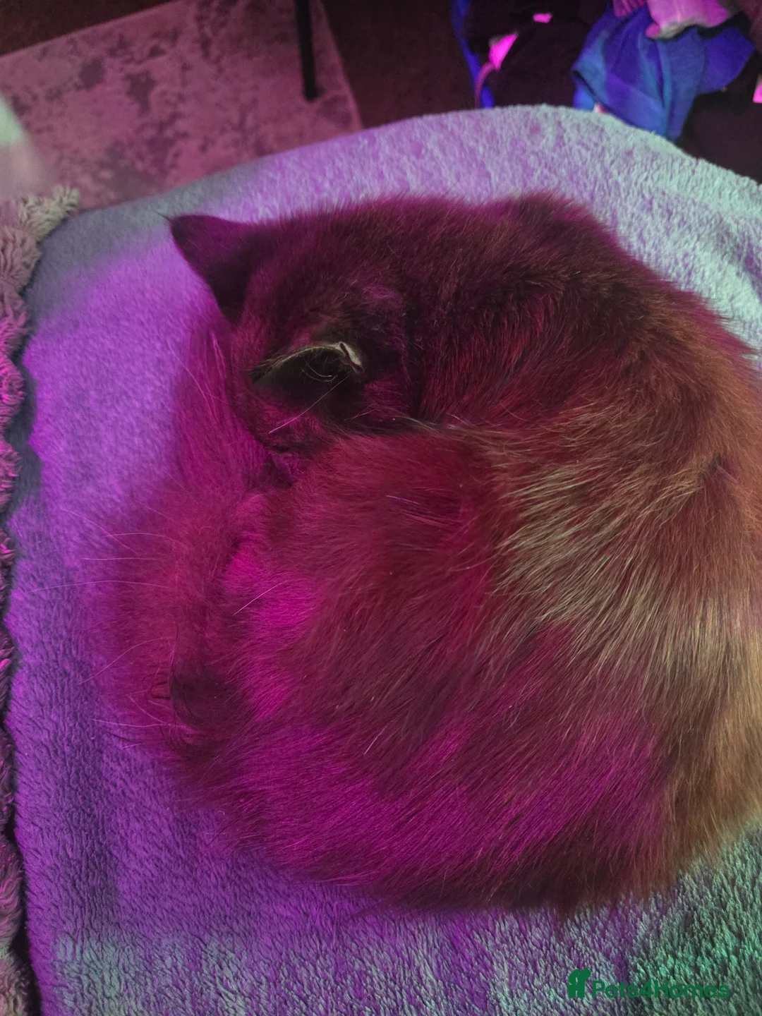 Mixed Breed cats for sale: Mixed tabby/ragdoll - Advert 1