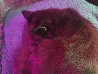 Mixed Breed cats Mixed tabby/ragdoll - Advert 2