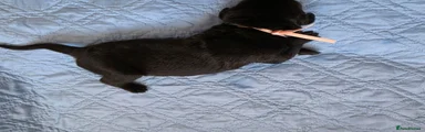 Mixed Breed 5