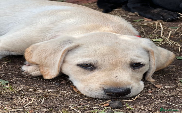 Labrador Retriever dogs - Advert 3