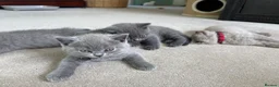 British Shorthair cats for sale: GCCF and TICA Registered British Shorthair Kittens - Advert 4