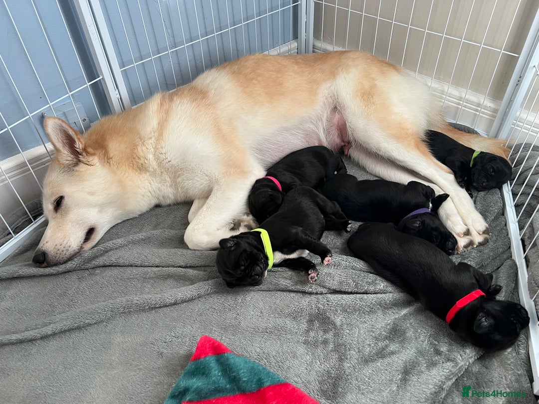 Mixed Breed dogs for sale: English Springer Spaniel X Husky (Spruskys)  - Advert 2