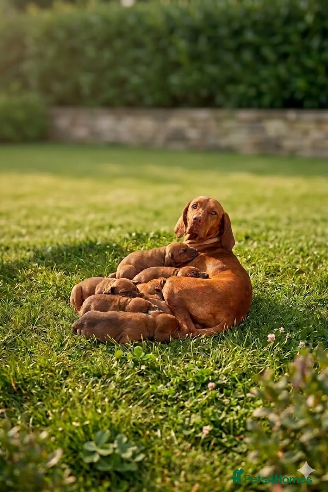 Mixed Breed dogs for sale: Valentine’s Day Vizsla x Welsh Sheepdog Puppies - Advert 2