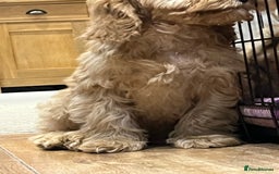 Cockapoo dogs for sale: Healthy Cockapoos boys fully vaccinated  - Image 28