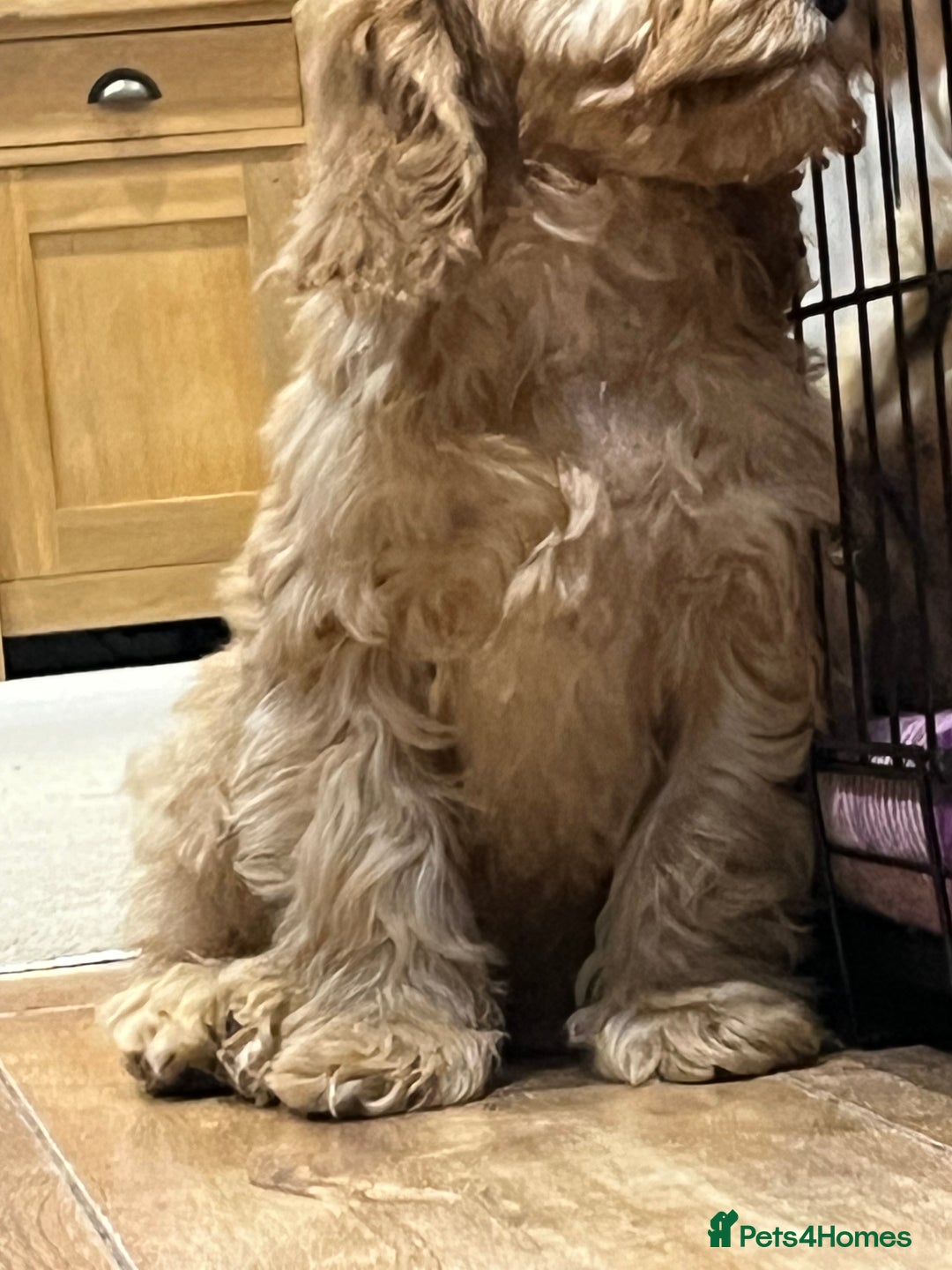 Cockapoo dogs for sale: Healthy Cockapoos boys fully vaccinated  - Image 28