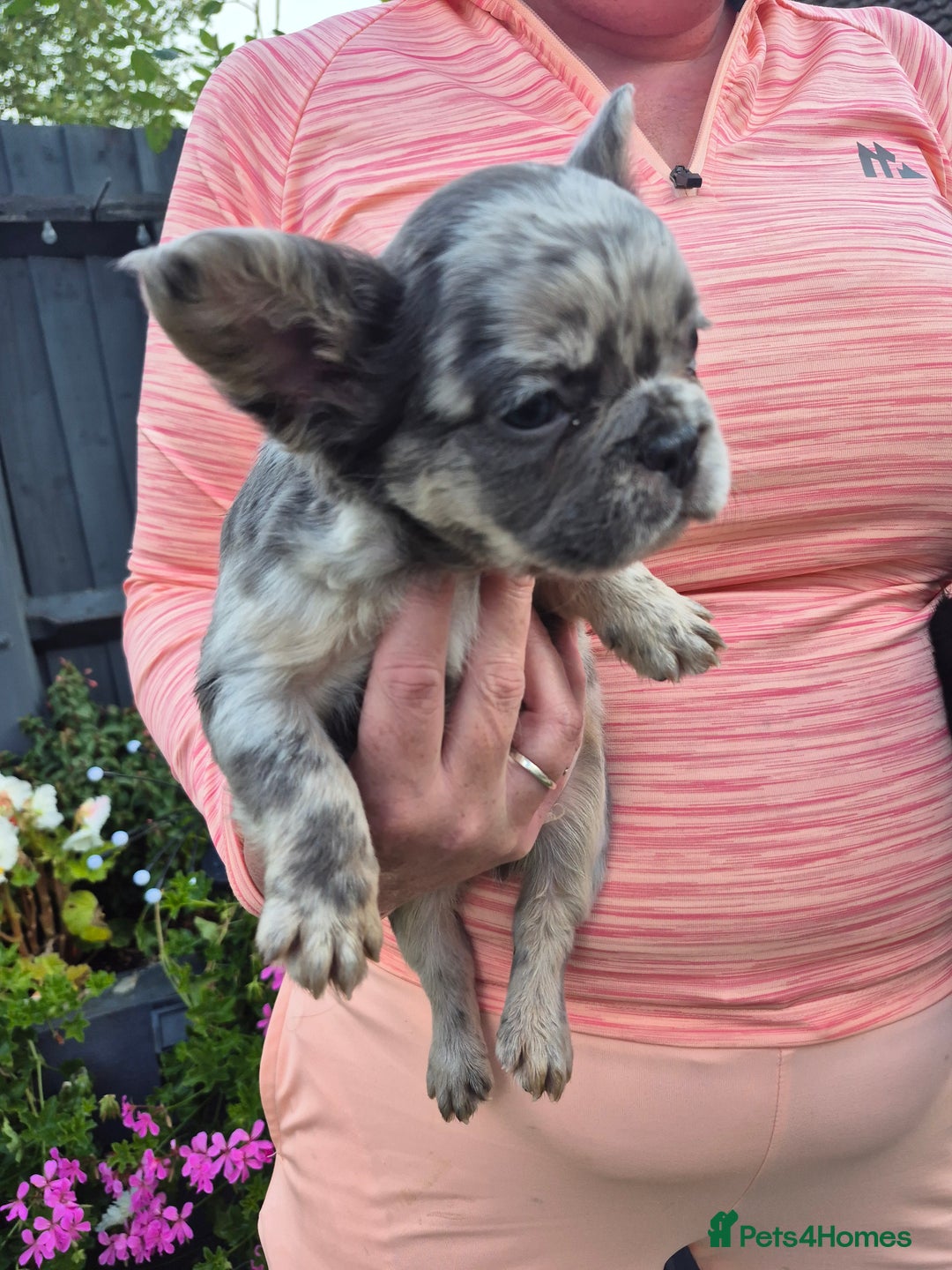 French Bulldog dogs for sale: Fluffy french bulldogs +c2  - Image 5
