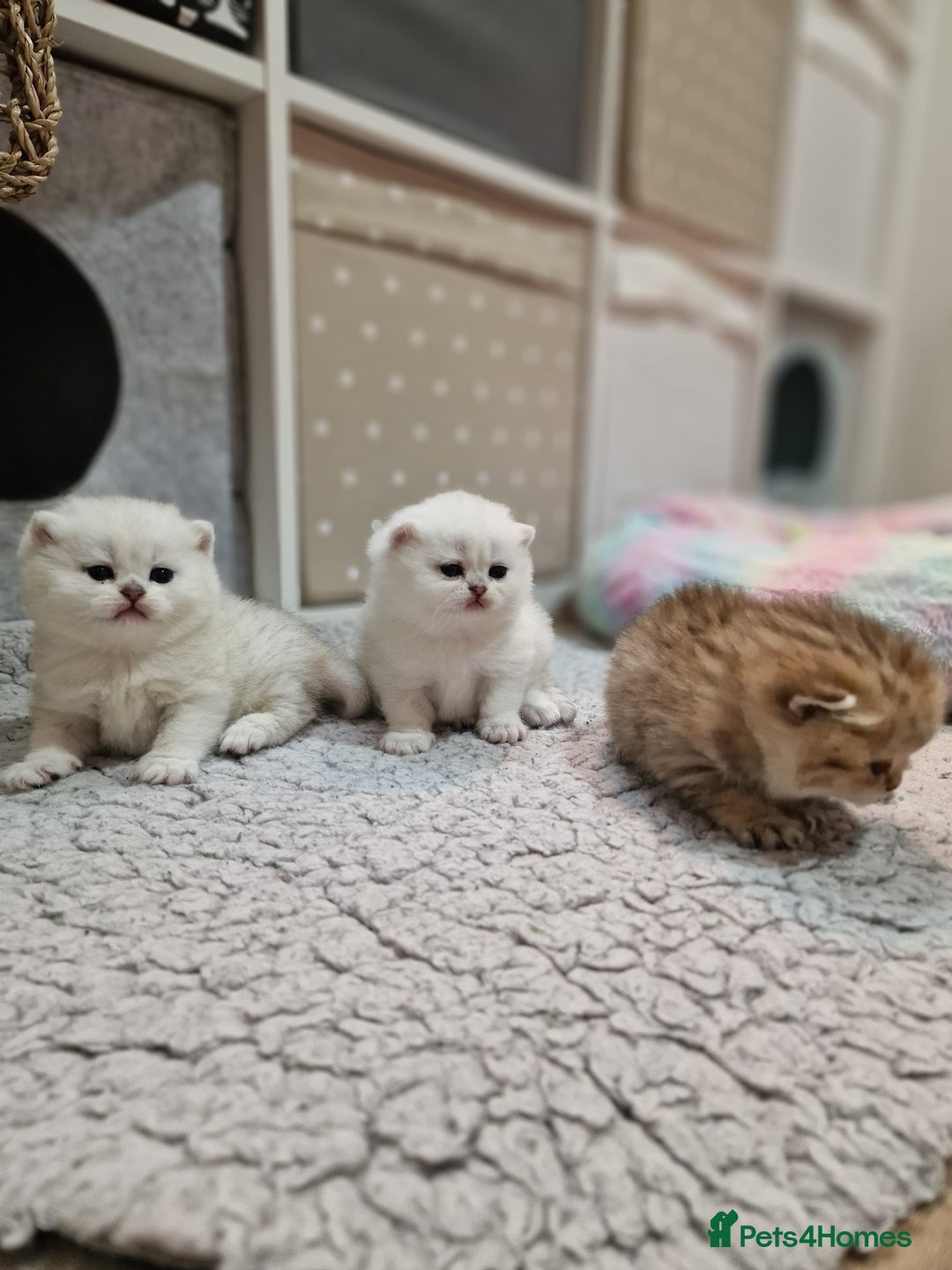 British Shorthair cats for sale: Pedigree British Short Hair Kittens  - Advert 5