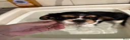 Cavalier King Charles Spaniel dogs for sale: Male and female Tri cavalier  - Advert 18
