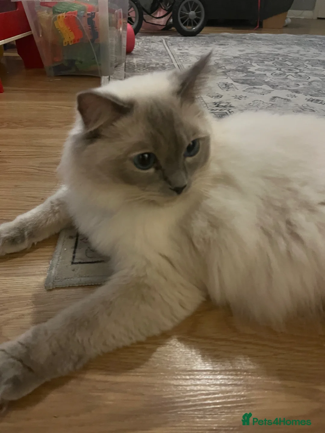 Ragdoll cats for sale: Beautiful seal point female kitten GCCF reg - Advert 2