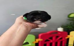 Shih Tzu dogs for sale: Shih Tzu puppies  - Image 3