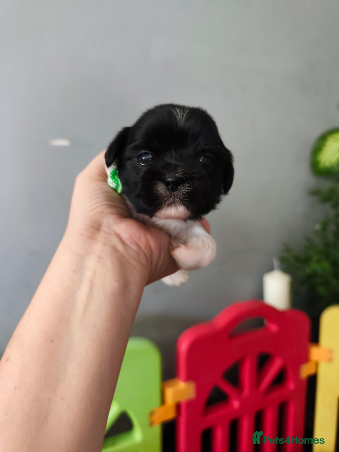 Shih Tzu dogs for sale: Shih Tzu puppies  - Image 3