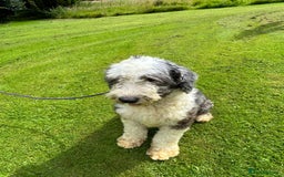 Old English Sheepdog dogs for sale: Old English Sheepdog  - Image 3