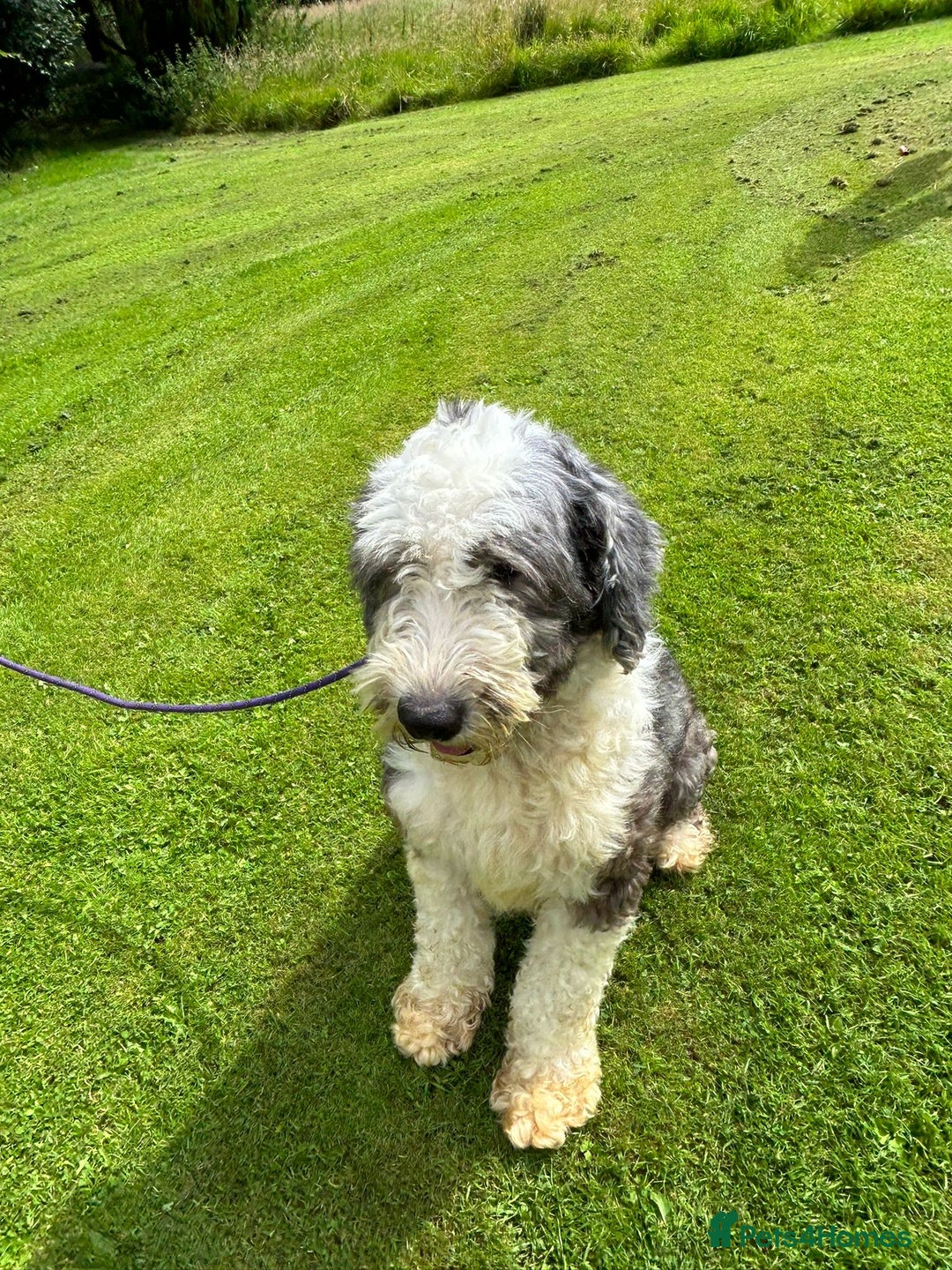 Old English Sheepdog dogs for sale: Old English Sheepdog  - Image 3
