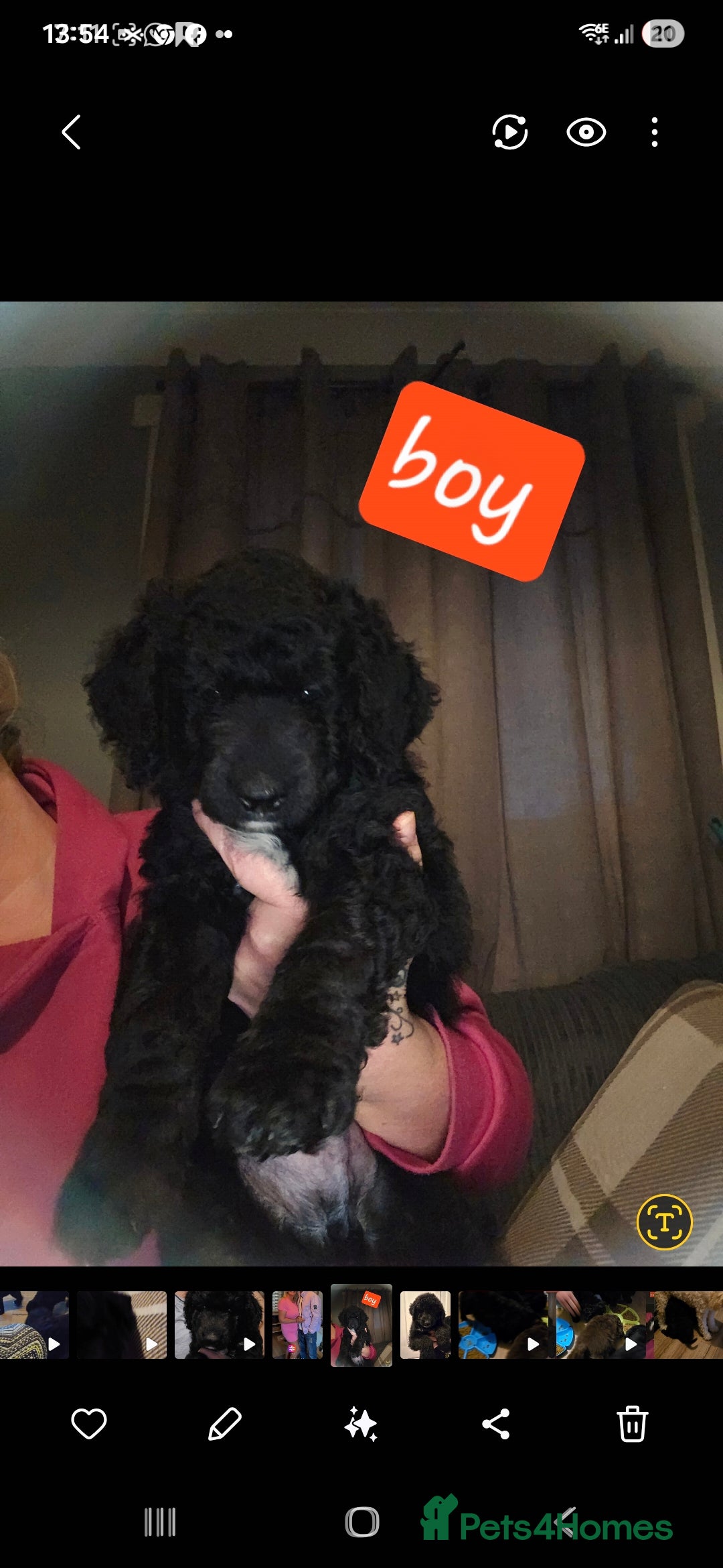 Mixed Breed dogs for sale: Standard poodle x. Collie/sheperd - Advert 4