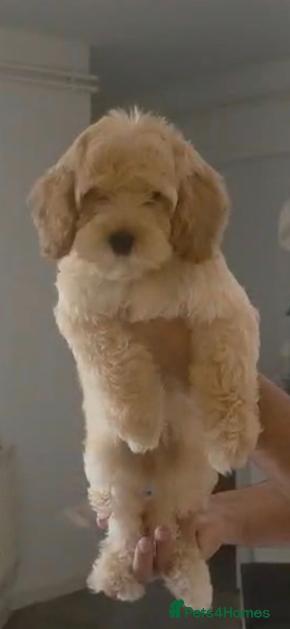 Cockapoo dogs  Beautiful princess - Advert 2