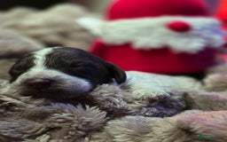 Cockapoo dogs for sale: ✨ Beautiful F2 Multi-Gen Cockapoo Puppies 4 Left - Image 29