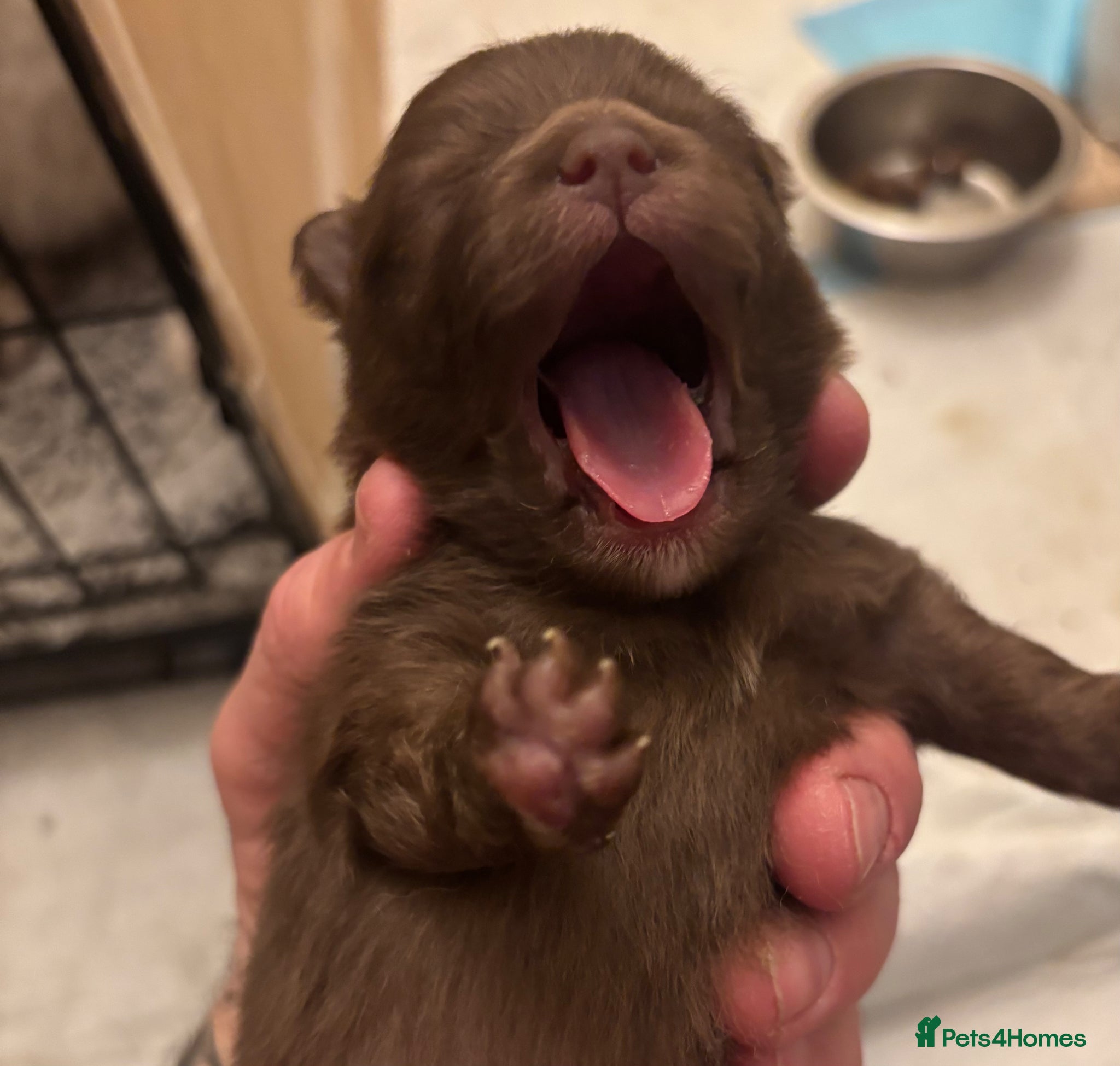 Pomeranian dogs Puppy’s ready in 8 weeks  - Advert 16