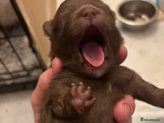 Pomeranian dogs Puppy’s ready in 8 weeks - Advert 16