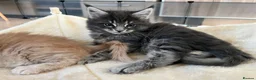 Maine Coon cats for sale: Maine coon kittens looking for homes forever  in Edinburgh - Advert 18