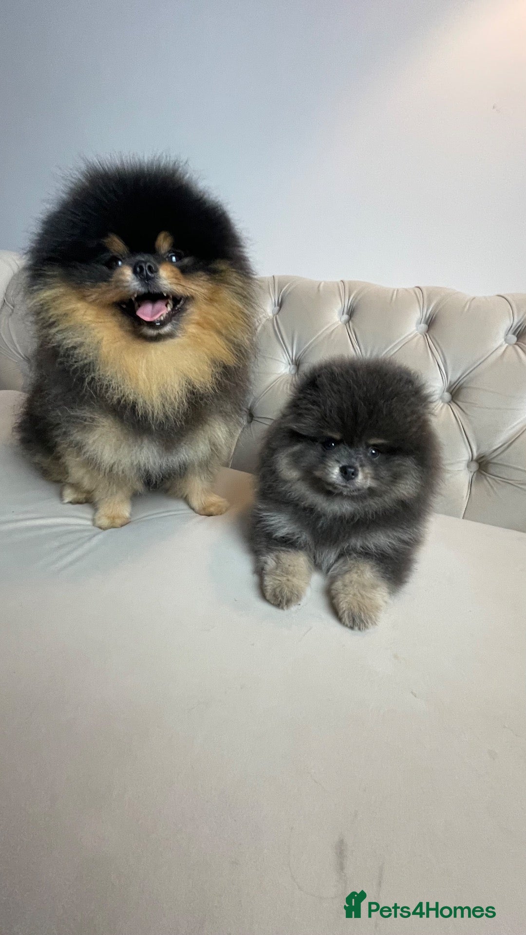 Pomeranian dogs ✨ RARE POMERANIAN BOY ✨ - Advert 5