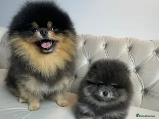 Pomeranian dogs ✨ RARE POMERANIAN BOY ✨ - Advert 5