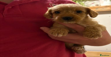 Mixed Breed dogs Poodle / bichon frise X puppies  - Advert 2