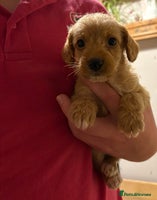 Mixed Breed dogs Poodle / bichon frise X puppies - Advert 16