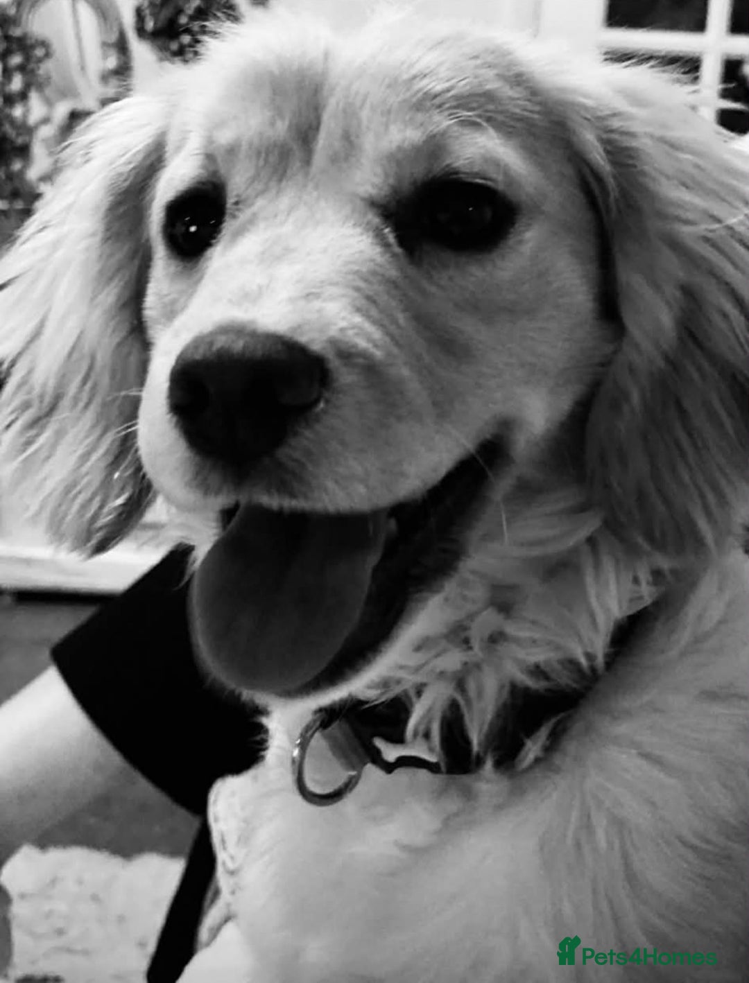 Cockapoo dogs for sale: Beautiful cockapoo puppy - Advert 9