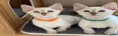 Siamese 4