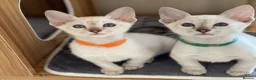 Siamese cats for sale: GCCF Registered Traditional Siamese Kittens.  - Advert 10