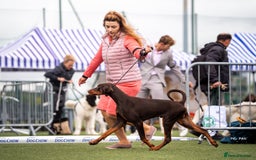 Dobermann dogs for sale: WAITLIST WINTER 2025 CEZARBLUE 5 STAR LICENSED ⭐️  - Image 9