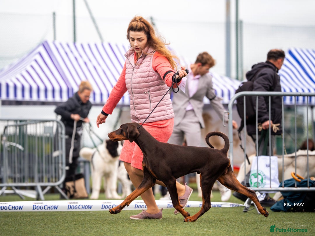 Dobermann dogs for sale: WAITLIST WINTER 2025 CEZARBLUE 5 STAR LICENSED ⭐️  - Image 9