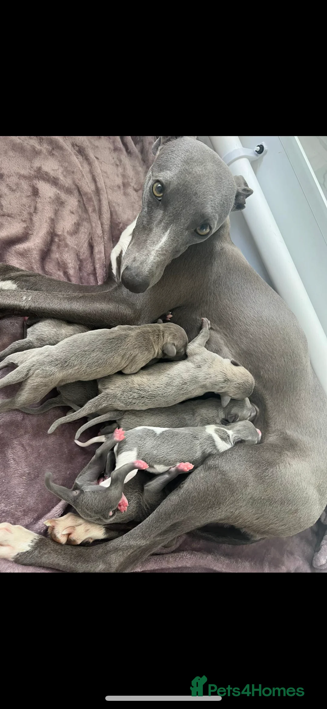 Whippet dogs for stud: Small 19",heart test clear,Full Blue Kc reg stud in Bishop Auckland - Advert 28