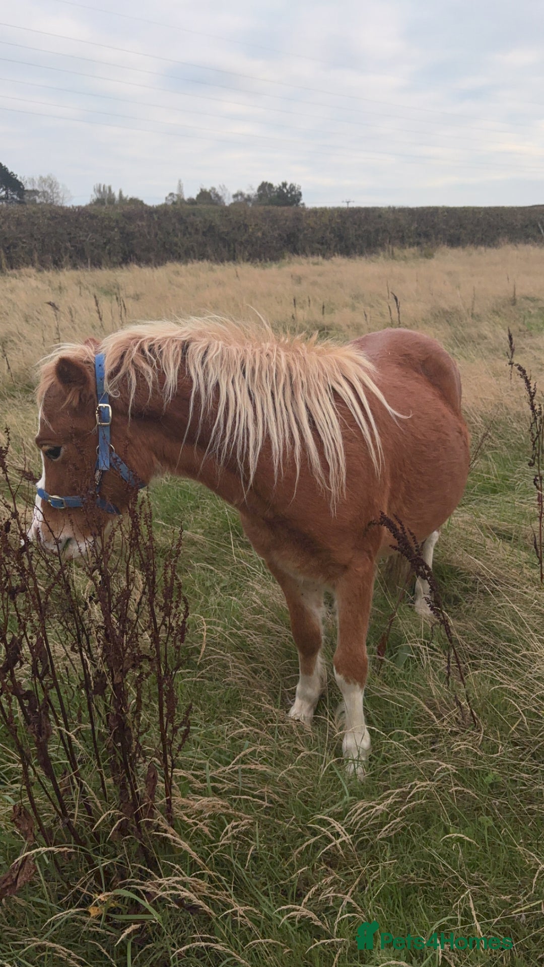 Welsh Section A horses for sale: Teddy 18 month sec a  - Image 4