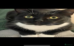 Domestic Shorthair cats for sale: Remmy and Dahlia - Image 4
