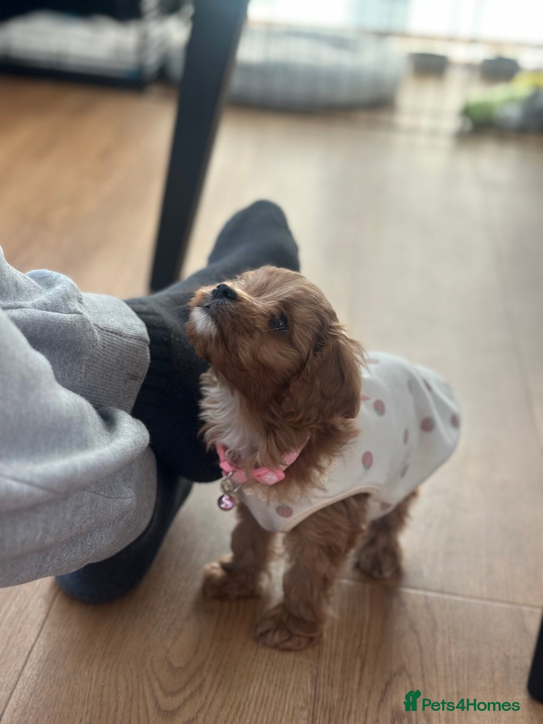 Cavapoo dogs for sale: F1 Toy Cavapoo girl puppy beautiful lapdog - Advert 4