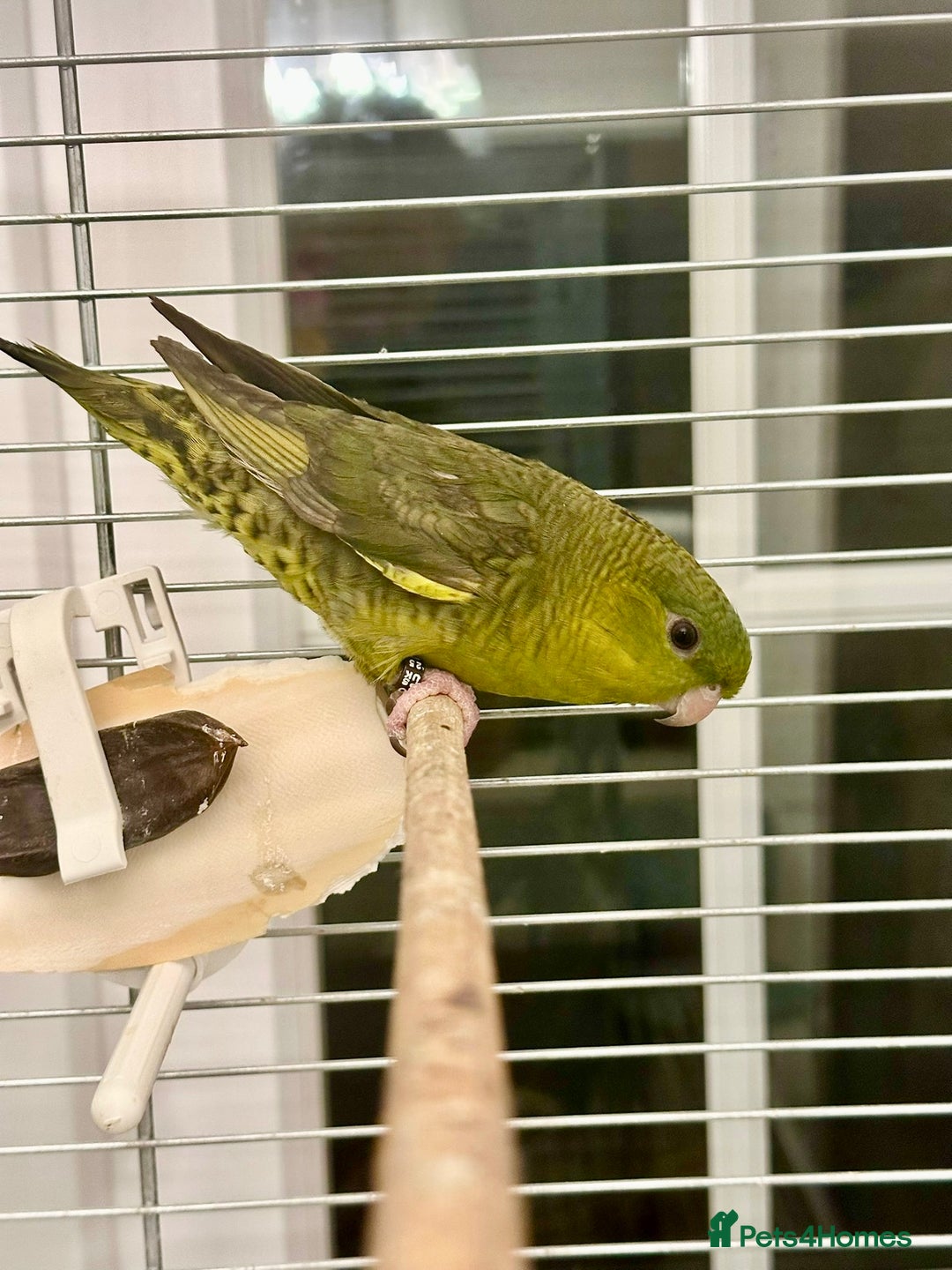 Parakeets birds for sale: Perfect young companion linee parakeet!  - Advert 1