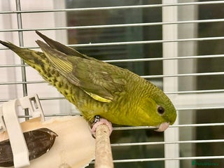 Parakeets birds Perfect young companion linee parakeet! - Advert 8