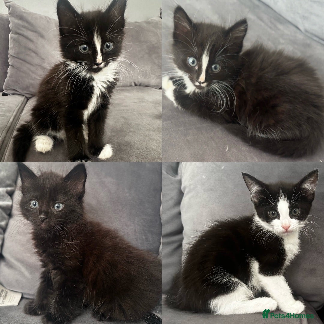Mixed Breed cats Beautiful fluffy black and white kittens  - Advert 4