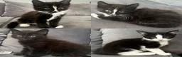 Mixed Breed cats for sale: Beautiful fluffy black and white kittens  - Advert 1