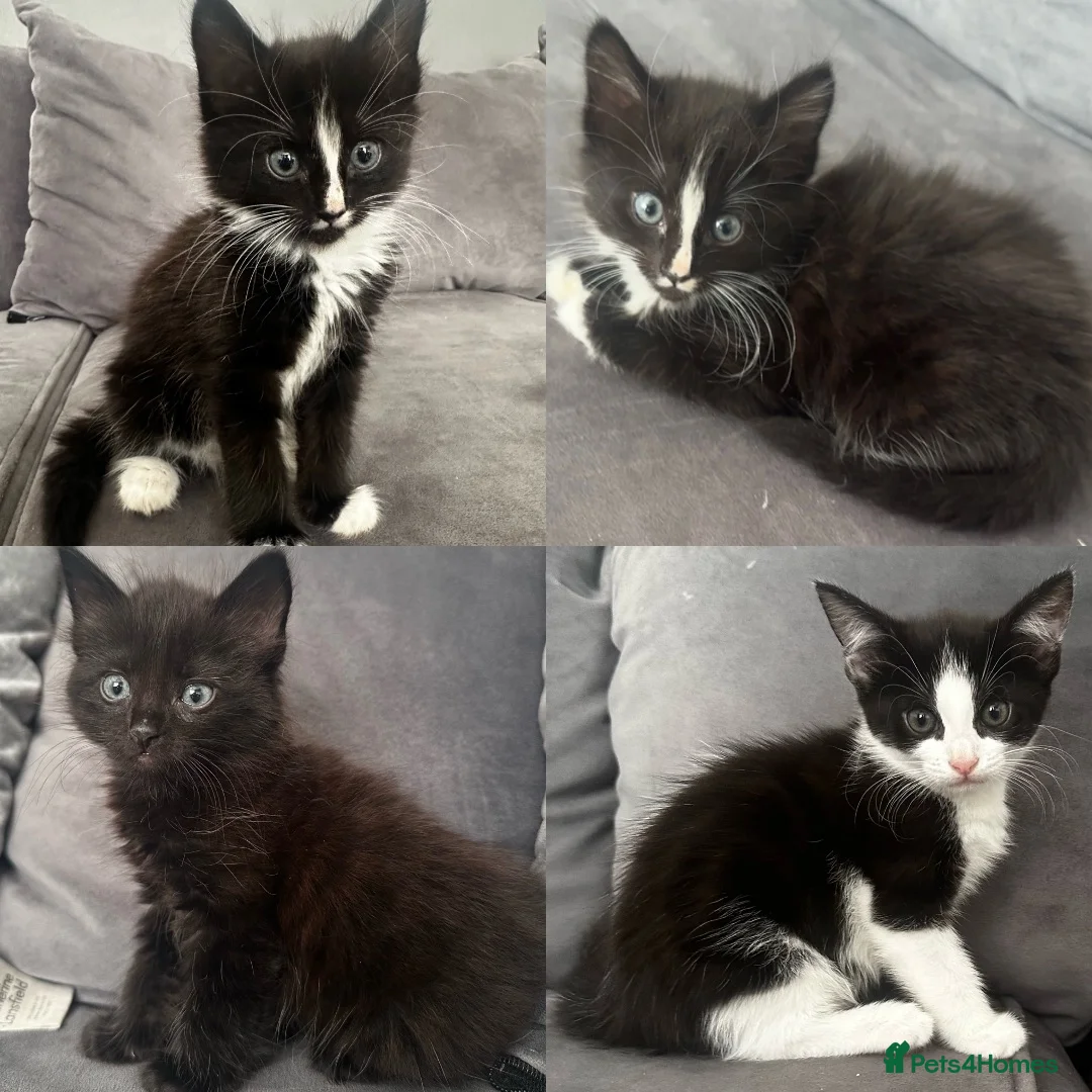 Mixed Breed cats for sale: Beautiful fluffy black and white kittens  - Advert 1