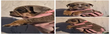 English Bulldog Puppy girl "jasmine"